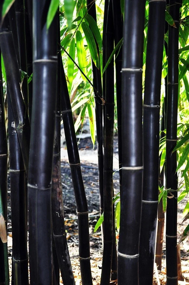 Timor Black Bamboo Seeds - 50 Clumping Privacy Screen Plant - Exotic Garden Feature - Gigantochloa atroviolacea