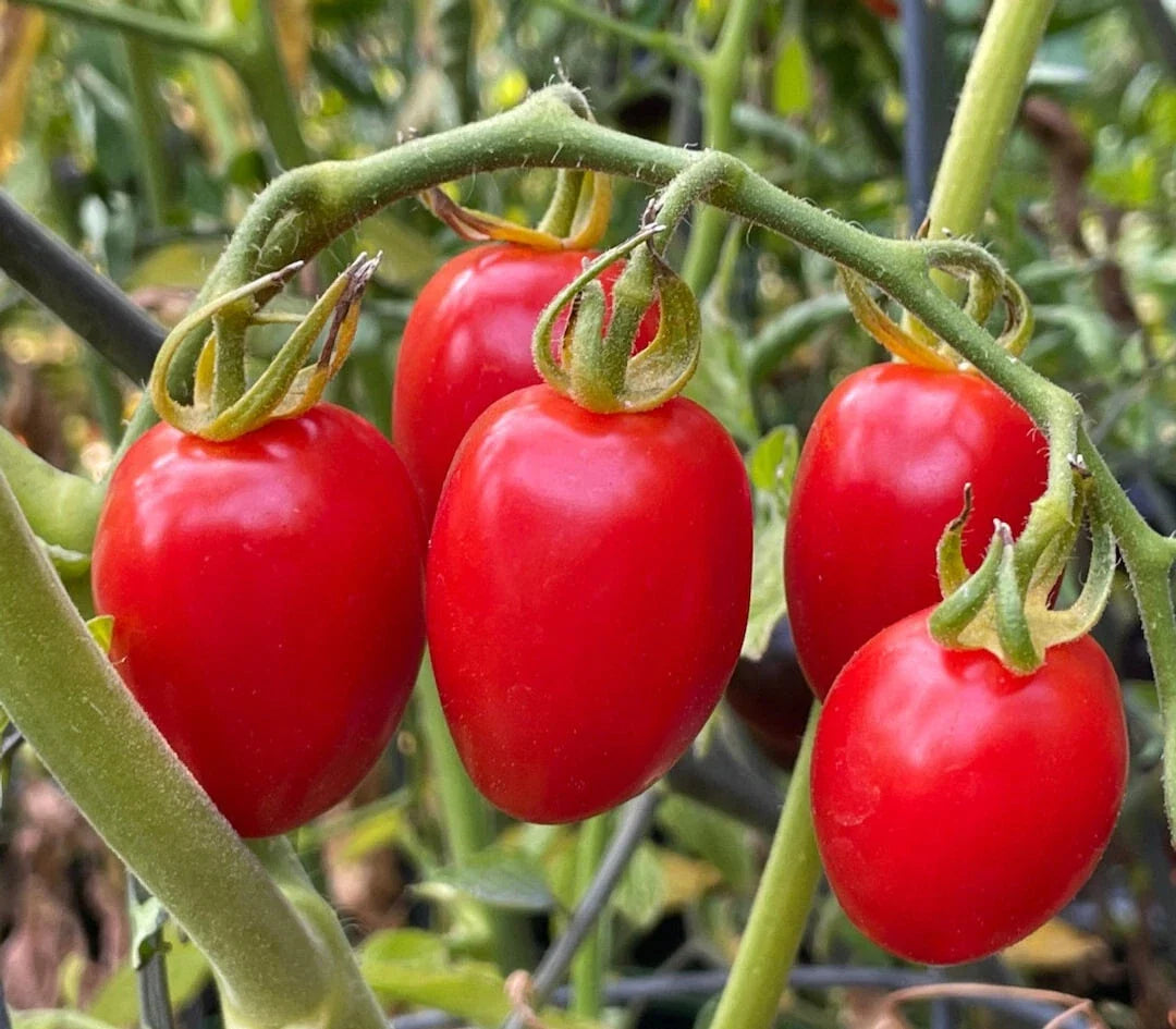 Sweetheart Tomato Live Starter Plants Set of 2 – Mini Apple-Shaped Cherry Tomatoes Solanum lycopersicum