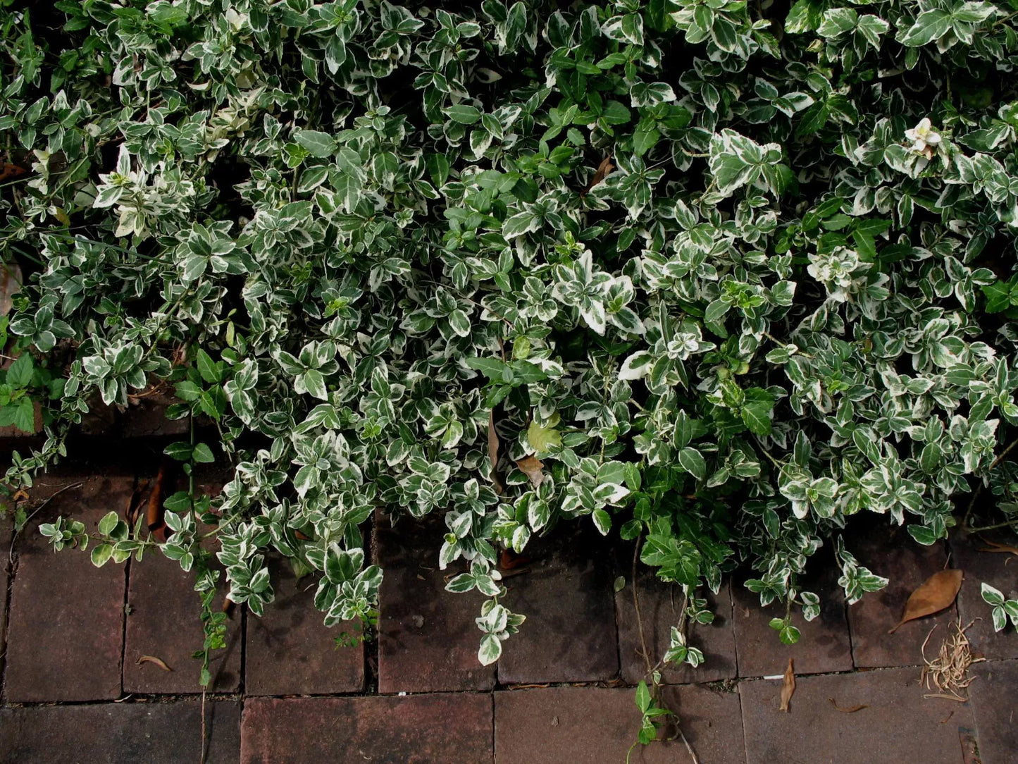 Variegated Wintercreeper Euonymus Fortunei 'Variegatus' Ground Cover Plants Set of 6 Perennials Evergreen Vines