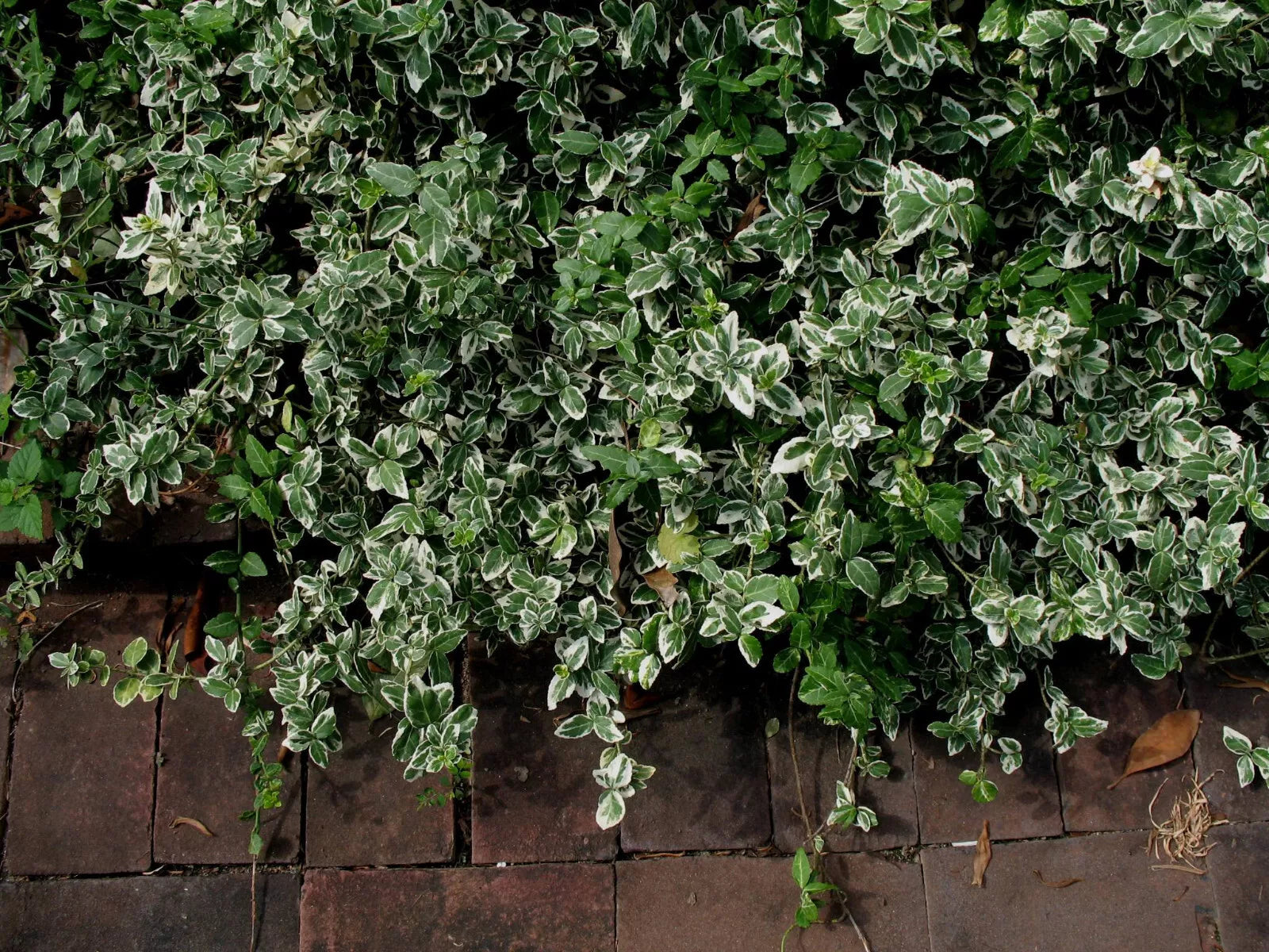 Variegated Wintercreeper Euonymus Fortunei 'Variegatus' Ground Cover Plants Set of 6 Perennials Evergreen Vines