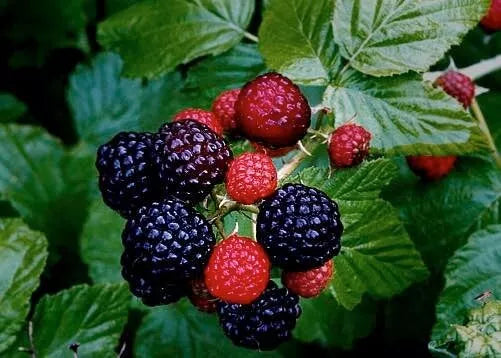Live Black Raspberry Plant - Organic Wild Berry Rubus occidentalis - Berries for Garden, Container, or Border