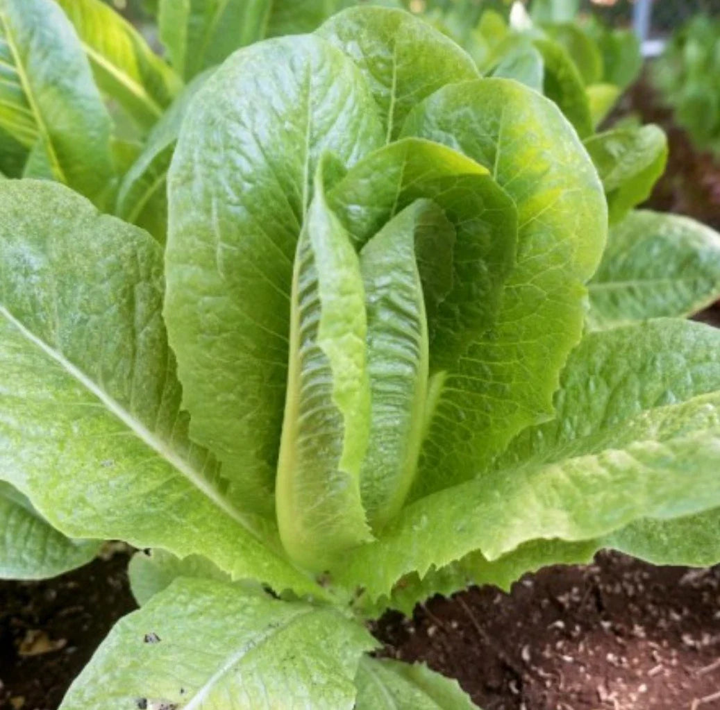 Parris Island Cos Romaine Lettuce Seeds – 4,000 Non-GMO Vegetable Seeds for Home Garden, Lactuca sativa