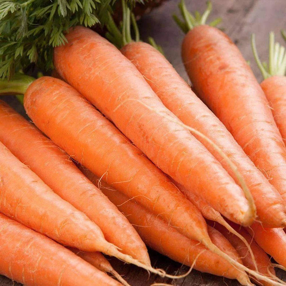 Scarlet Nantes Carrot Seeds - Non-GMO Vegetable Seeds for Garden, Daucus carota, Sweet & Crunchy, 1000+ Seeds, USA Free Shipping