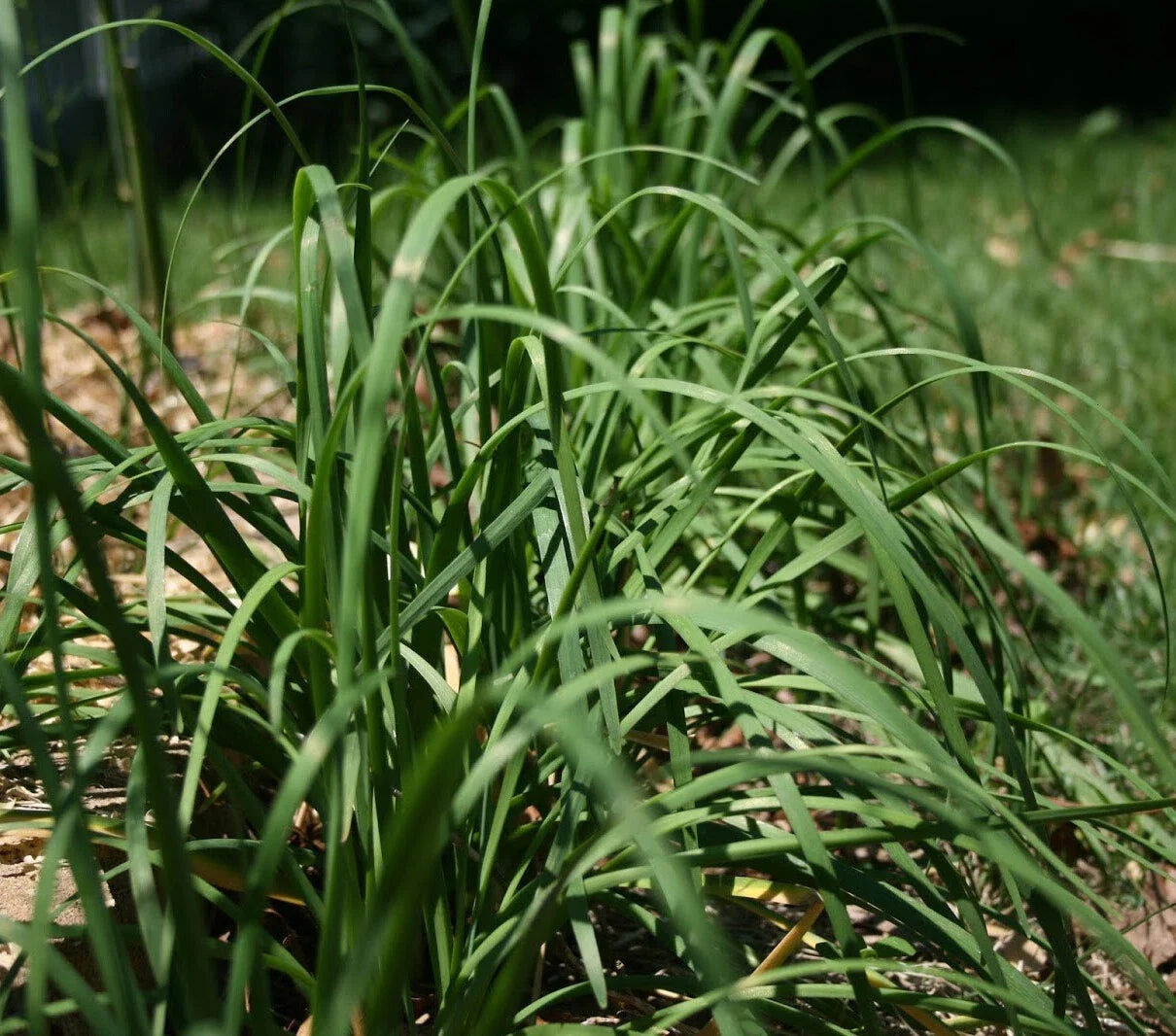 Garlic Chives Seeds 250+ Allium tuberosum Chinese Chives Vegetable for Culinary Use, Perennial Herb, Home Garden Plant