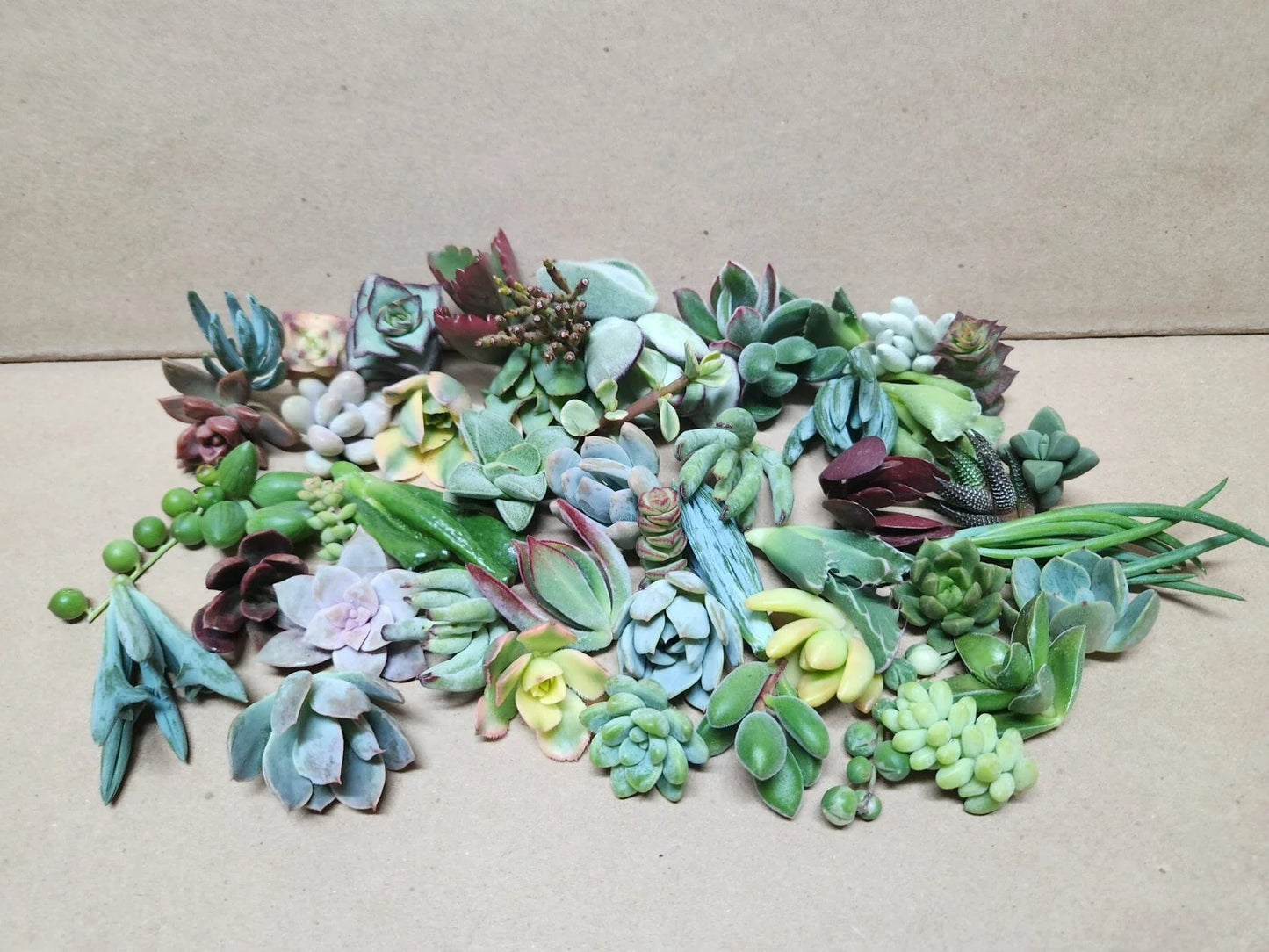 Assorted Succulent Cuttings Set – 25 Pieces, 50 Varieties for Indoor Gardens, Terrariums & Plant Arrangements