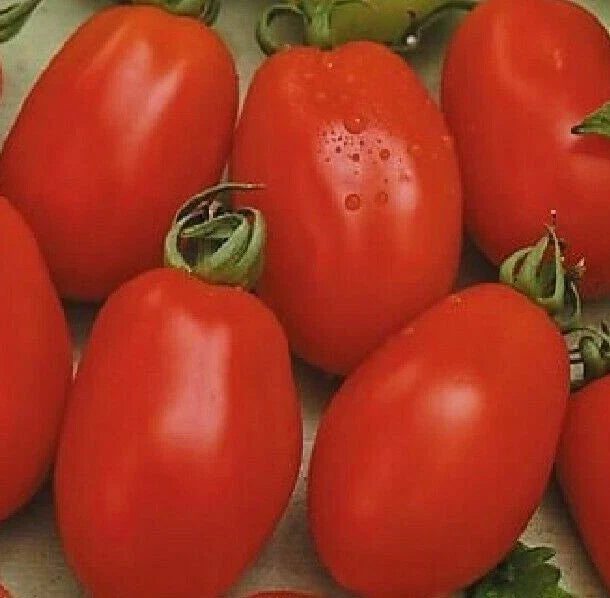 Rio Grande Tomato Seeds - 100+ Heirloom Vegetable Garden Seeds for Culinary Sauce