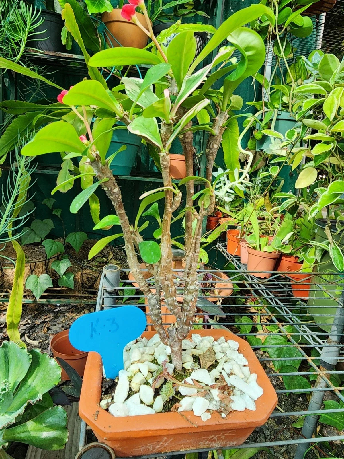 Variegated Crown of Thorns Bonsai Live Plant, Euphorbia milii, Well-Rooted Succulent Shrub for Indoor & Outdoor Decor