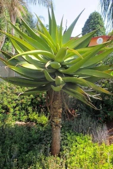 Aloe Spectabilis Seeds - 30 Pack Succulent Seeds for Planting - Rare Aloe Variety - Rosette Growth Habit
