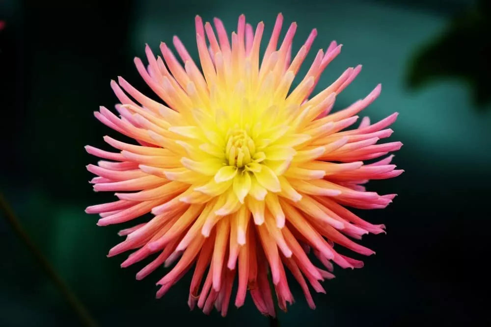 Cactus Dahlia Seeds - Mixed Color Pack - Dahlia pinnata - Garden Flowers for Borders & Cut Arrangements