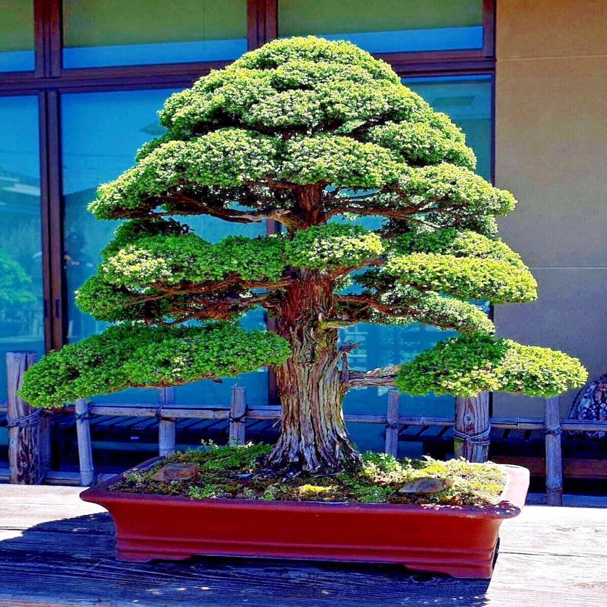 Japanese Red Cedar Tree Seeds - Cryptomeria japonica for Bonsai & Garden