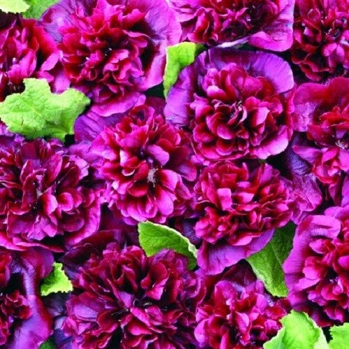 Double Blackberry Hollyhock Seeds - Perennial Flower, Alcea rosea, 25 Seeds, Vibrant Double Blooms, Attracts Pollinators, Garden Borders
