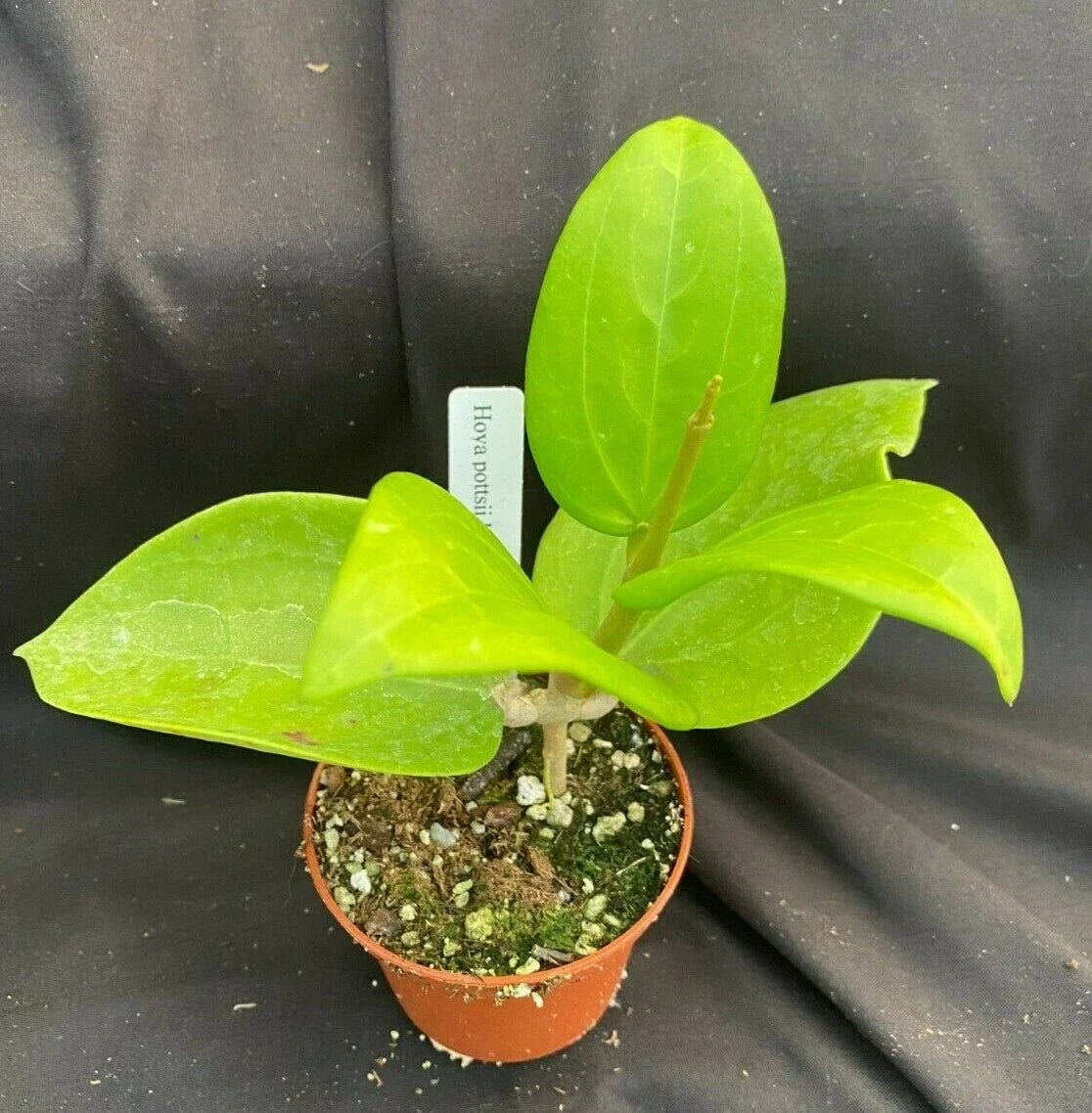 Rare Hoya pottsii IML 352 X IML 22 Rooted Plant in 2.5" Pot, Indoor Vining Hoya, Easy-Care, Fragrant Flowers