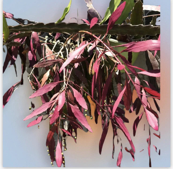 Fresh Cut Rhipsalis Ramulosa Red Succulent Stems for Indoor Gardens, Trailing Tropical Plant, Easy Care, Unique Plant Gift