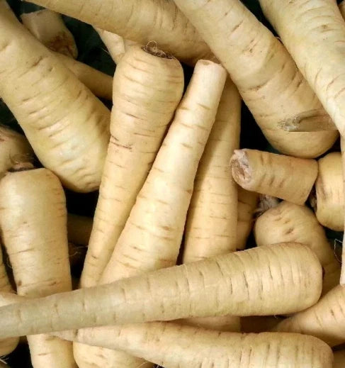 All American Parsnip Seeds - Non-GMO Pastinaca sativa Root Vegetable - 100 Seeds for Home Garden, Roasting & Cooking