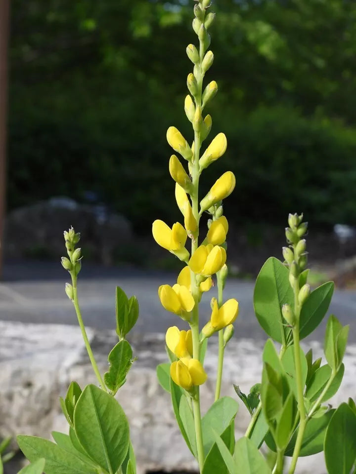 Baptisia Screaming Yellow Seeds - 10 Fresh Perennial Wild Indigo Seeds