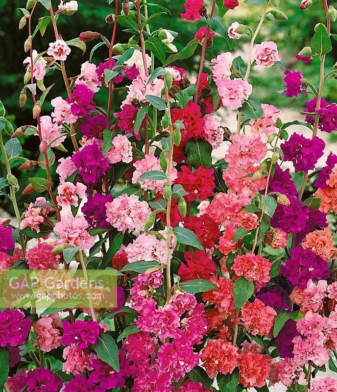 Mountain Garland Clarkia Seeds - 1500 Pack, Colorful Wildflower for Gardens & Landscapes, Annual, Clarkia unguiculata