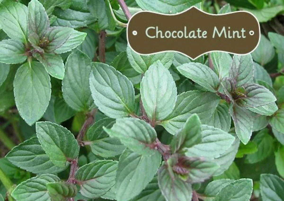 Organic Chocolate Mint Live Herb Plant - Mentha x piperita 'Chocolate' - Culinary, Fresh Mint Flavor