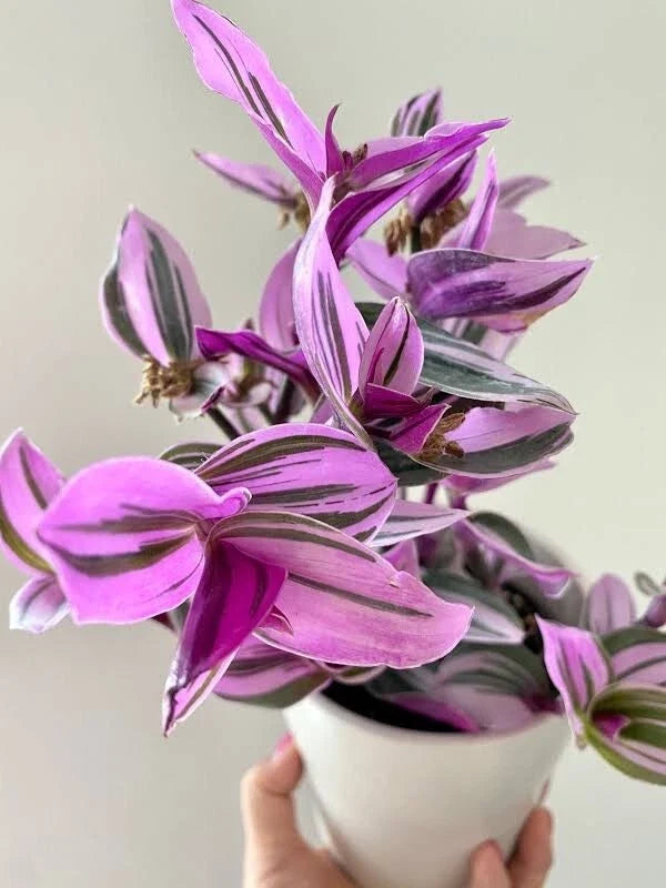 Tradescantia Nanouk Bubblegum Pink 4-inch Live Rooted Houseplant, Colorful Wandering Jew Plant, Indoor Air Purifier
