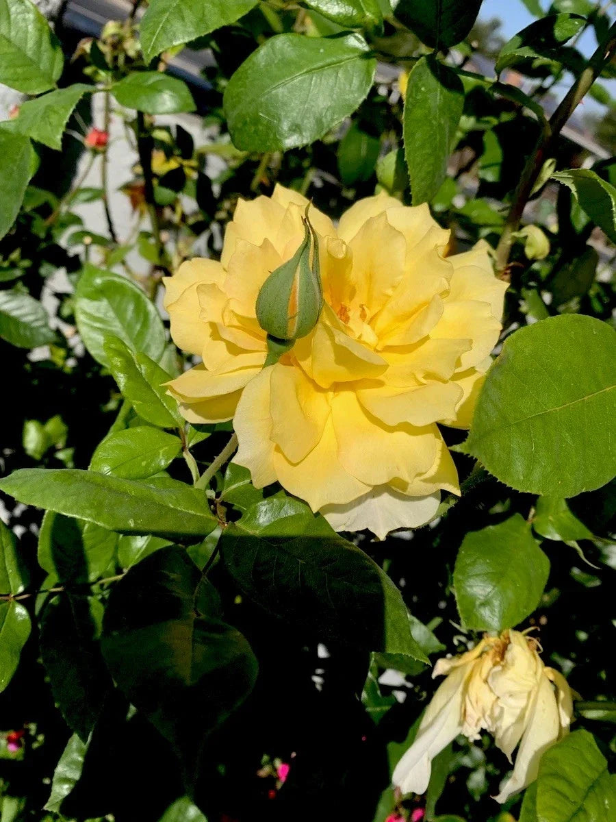 Yellow Fragrant Rose Cuttings, 6-Inch Logs, Rosa 'Golden Celebration' Propagation, Garden Flowers, Fragrant Bloom