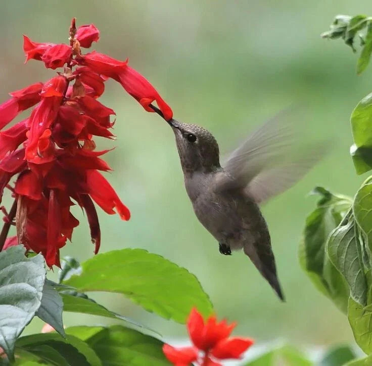 Scarlet Sage Seeds - Red Salvia coccinea - Hummingbird Attracting Annual/Perennial - 100 Seeds Pack