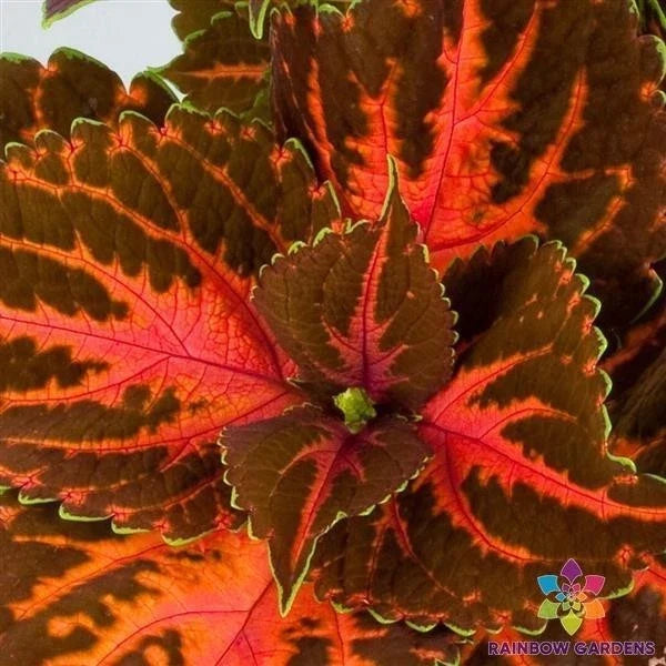 Coleus Seeds - 25+ Rainbow Festive Dance Plectranthus scutellarioides, Vibrant Foliage, Easy to Grow, Annual, Garden & Container Plant