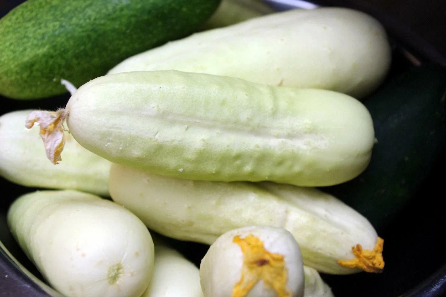 White Wonder Cucumber Seeds - Non-GMO, Heirloom, Organic, Ivory King, Cucumis sativus, Vining, Garden or Container Plant