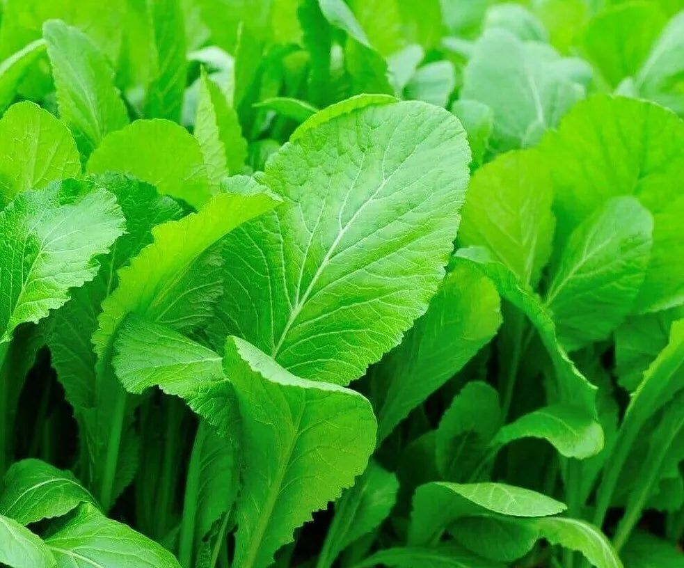 Mustard Seeds 500+ Tendergreen Brassica juncea for Healthy Leafy Greens