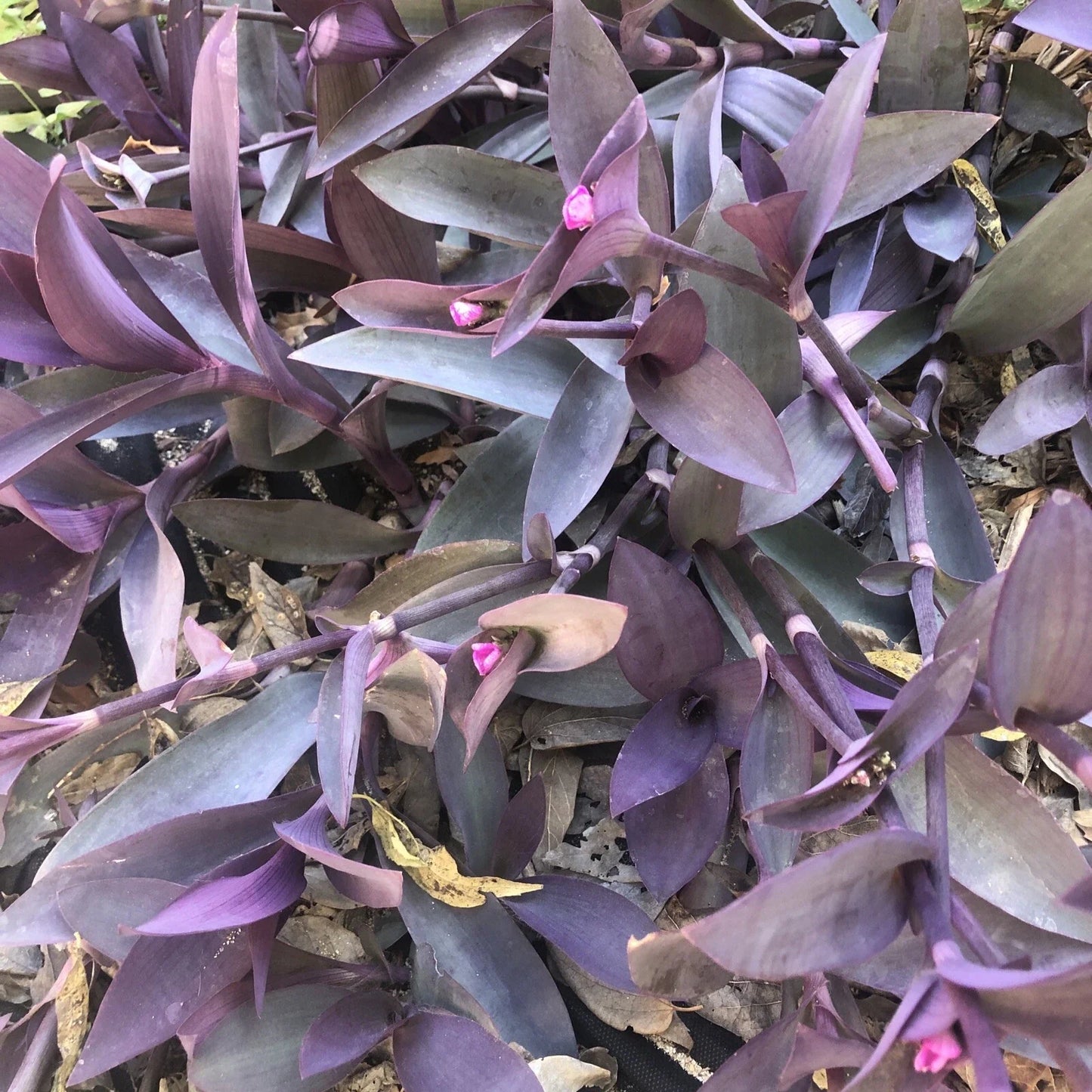 Purple Heart Wandering Jew Cuttings - Tradescantia pallida 'Purpurea' - Indoor Plant Propagation Supplies