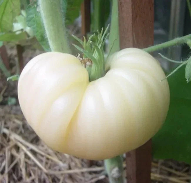 Great White Tomato Seeds - 120+ Organic Heirloom Non-GMO Beefsteak Variety