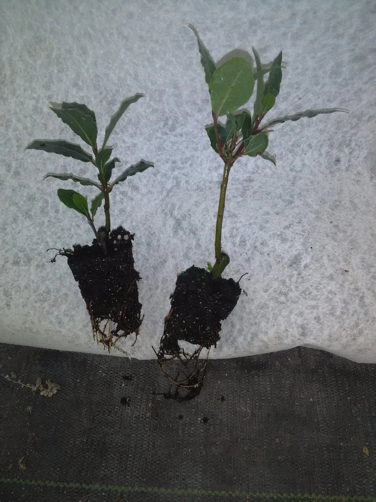 Live Bay Leaf Tree Plant | Laurus nobilis | Aromatic Evergreen Shrub for Culinary & Landscaping