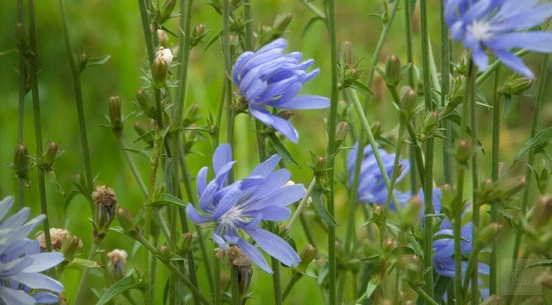 Chicory Seeds 1 Ounce Italian Dandelion NON-GMO Cichorium intybus