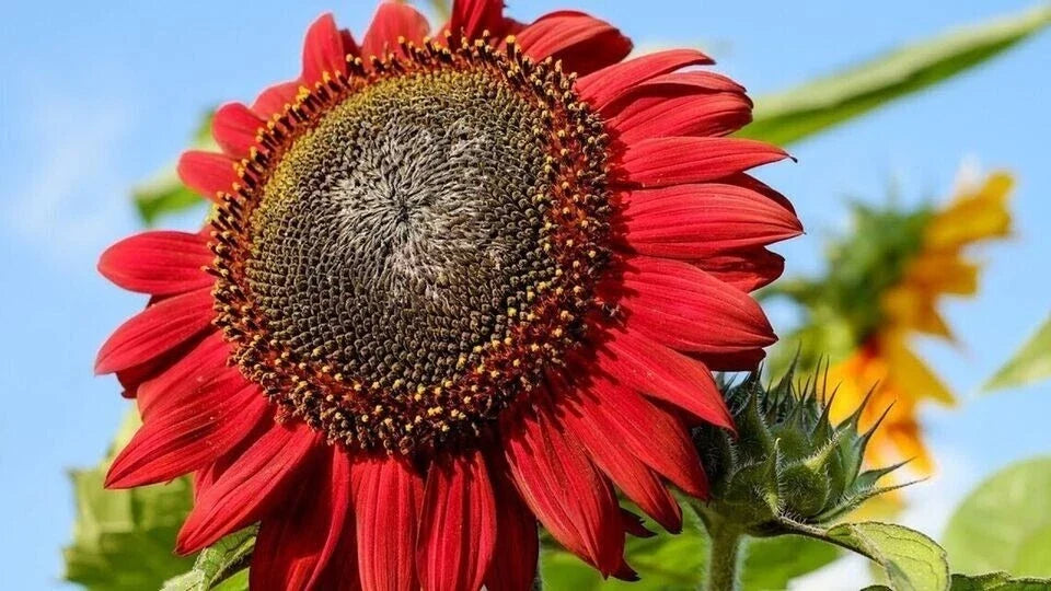 Red Sunflower Seeds - 50+ Non-GMO Heirloom Packets - Vibrant Red Blooms for Garden & Cut Flowers - Helianthus annuus