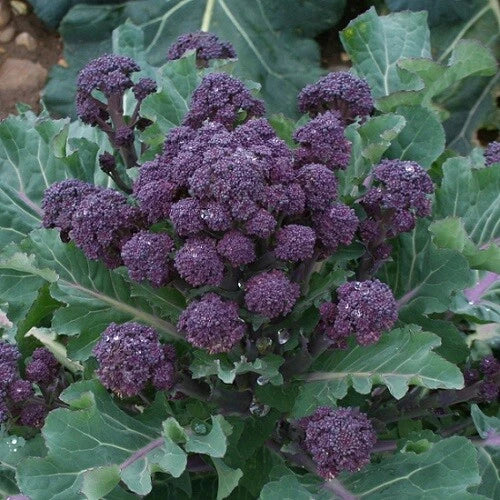 Purple Sprouting Broccoli Seeds - Bulk Non-GMO, Cold Hardy, Brassica oleracea var. italica, Purple Florets, 300-4,000 Seeds