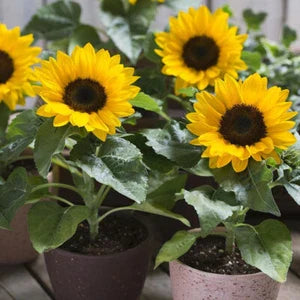 Dwarf Sunspot Sunflower Seeds - Compact NON-GMO Helianthus annuus with Free Shipping