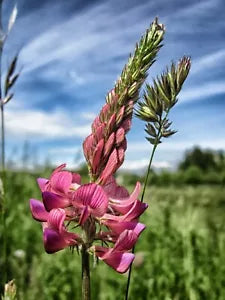 Pink Sainfoin Seeds - Ornamental Flower Variety, 100+ Seeds, Onobrychis viciifolia, Drought-Resistant, Pollinator Attracting