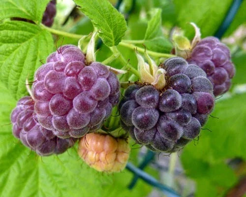 Dormant Organic Glencoe Purple Raspberry Starter Plant | Thornless Rubus idaeus | Zones 4-9