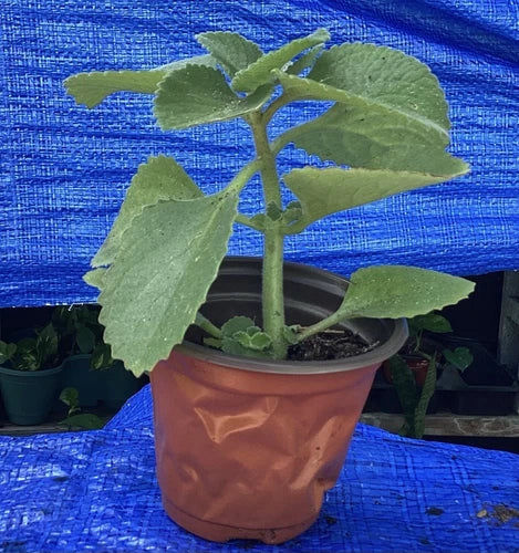 Organic Cuban Oregano Plant (4-6 Inches) - Aromatic Culinary Herb Plectranthus amboinicus