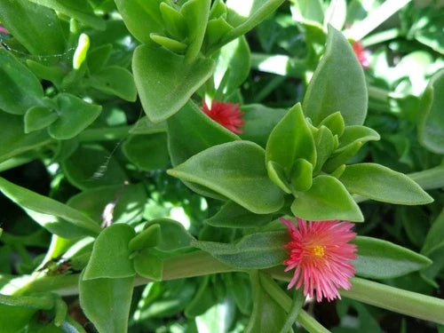 Aptenia Cordifolia 'Red Apple' Succulent Cuttings – Baby Sun Rose, Trailing, Red/Pink Flowers, 4-7 Inches, Organic, Pesticide-Free