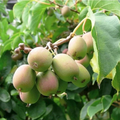 Dormant Female Kiwi Plant Anna Actinidia arguta 'Anna' Live Starter Vine for Zones 4-9