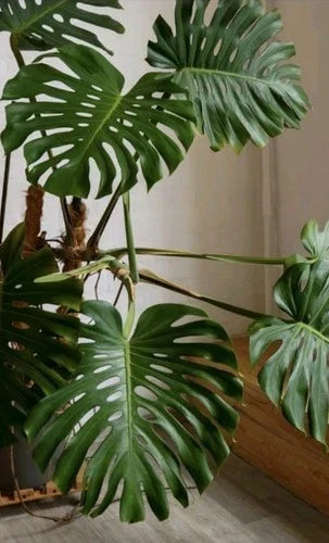 Monstera Deliciosa Rooted Cutting 10" Live Swiss Cheese Plant Tropical Indoor Houseplant