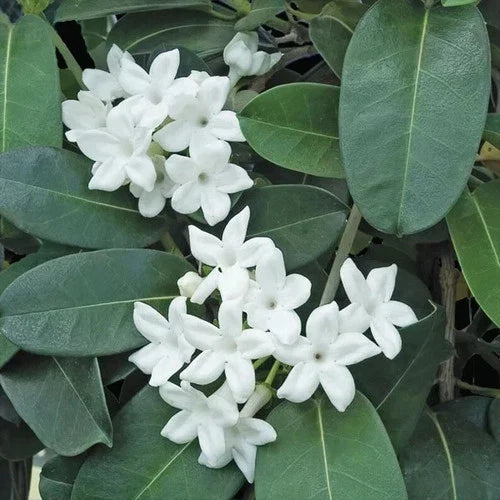 Madagascar Jasmine Starter Plant - Fragrant Indoor Flowering Vine Stephanotis floribunda