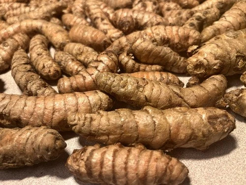 Fresh Organic Turmeric Roots for Planting - 15 Viable Curcuma Longa Rhizomes for Home Growing