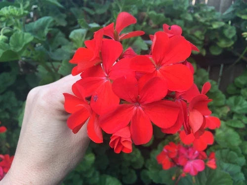 Pelargonium Zonal Geranium Starter Cuttings – Orange Red, 4 Live Plants, Pelargonium x hortorum
