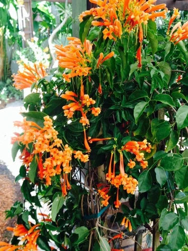 Phyrostegia venusta Florida Flame Vine Starter Plant - Hummingbird Attractor, Bare Root, Full Sun to Partial Shade
