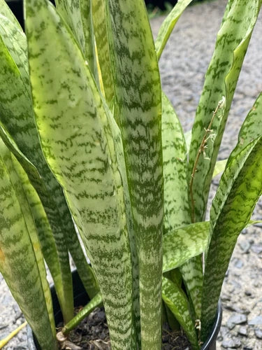 3 Rooted Snake Plants Pack | Sansevieria Zeylanica | Air Purifying Indoor Plants in Hawaiian Volcanic Soil