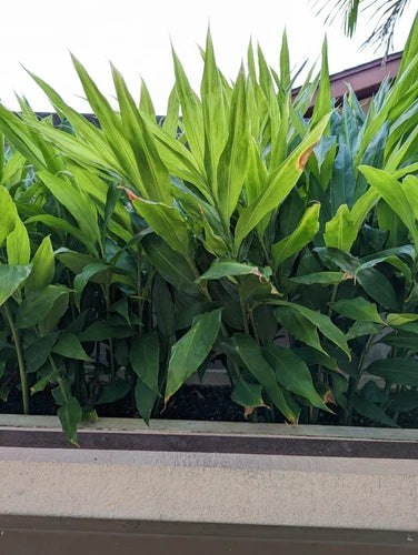 Myoga Ginger Live Roots - 2 oz. Fresh Zingiber mioga Root for Culinary Use, Hawaiian Grown