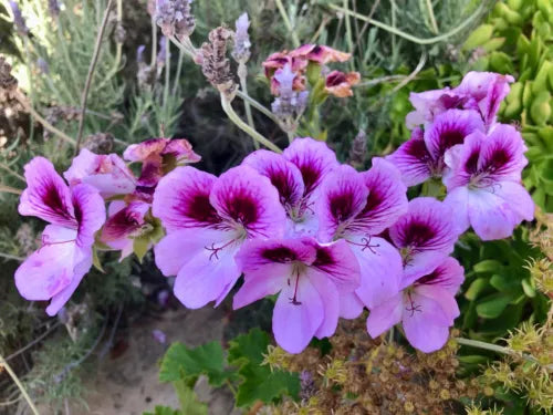 Lavender Purple Pelargonium Regal Geranium Live Plant Cutting – Exotic Orchid-Like Blooms, Hardy, Low Maintenance, 6" Pot