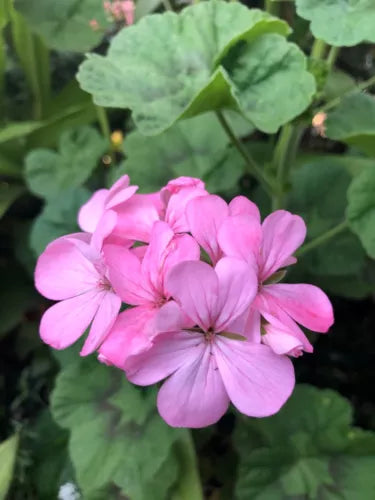 Bubblegum Pink Pelargonium Zonal Geranium 4x 8" Live Plant Cuttings, Pelargonium x hortorum, Indoor & Outdoor
