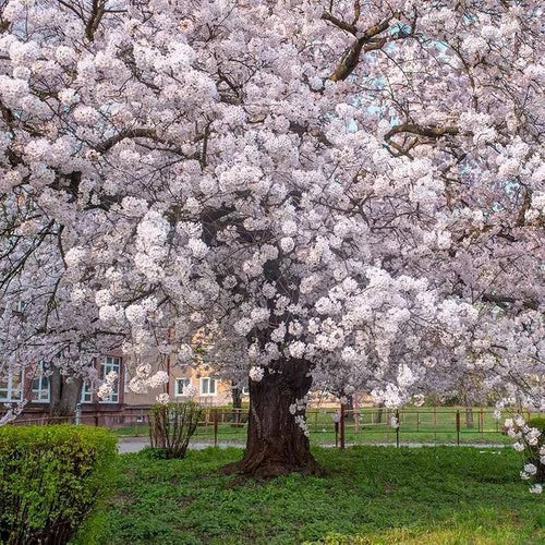 Yoshino Cherry Tree Bare Root 2ft Prunus x yedoensis Flowering Tree with Pink Blossoms, Wildlife Attracting