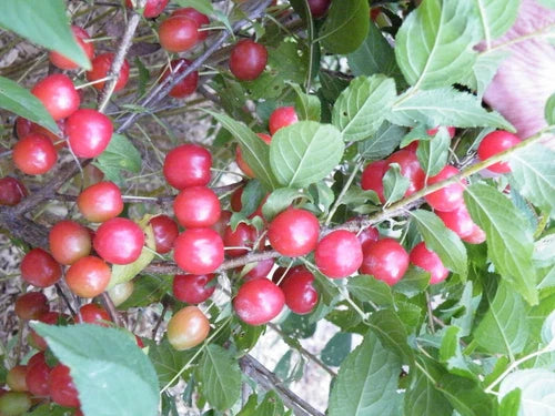 Dormant Nanking Cherry Bush Plant, Prunus tomentosa, Edible Tart Red Fruit, Zones 4-8, Rooted Shrub for Garden